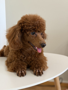 Narttu pentu Premium-luokan (7 valokuva sivusta 10)