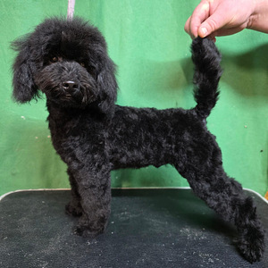 Toyvillakoirauros paritukseen (1 valokuva sivusta 2)