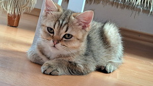 Шотландская котёнок (1 фото из 3)