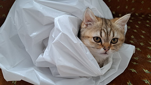 Шотландская котёнок (3 фото из 3)