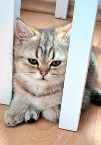 Шотландские котята. (3 фото из 5)