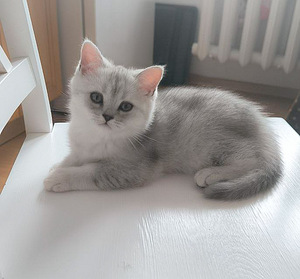 Скоттиш страйт 1 мальчик (4 фото из 7)