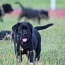 Cane Corso Italiano kucēni meklē mājas (foto #2)