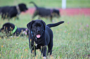 Cane Corso Italiano kucēni meklē mājas (2 foto no 9)