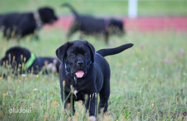 Щенки Cane Corso Italiano ищут дом (фото #2)