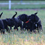 Cane Corso Italiano kucēni meklē mājas (foto #4)