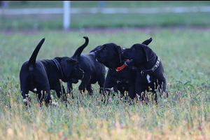 Cane Corso Italiano kucēni meklē mājas (4 foto no 9)