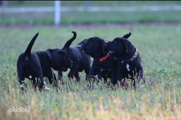 Щенки Cane Corso Italiano ищут дом (фото #4)