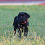 Cane Corso Italiano kucēni meklē mājas (foto #5)