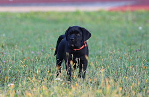 Cane Corso Italiano kucēni meklē mājas (5 foto no 9)