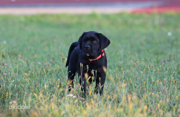 Cane Corso Italiano kucēni meklē mājas (foto #5)