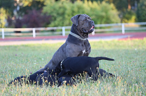 Cane Corso Italiano kucēni meklē mājas (7 foto no 9)