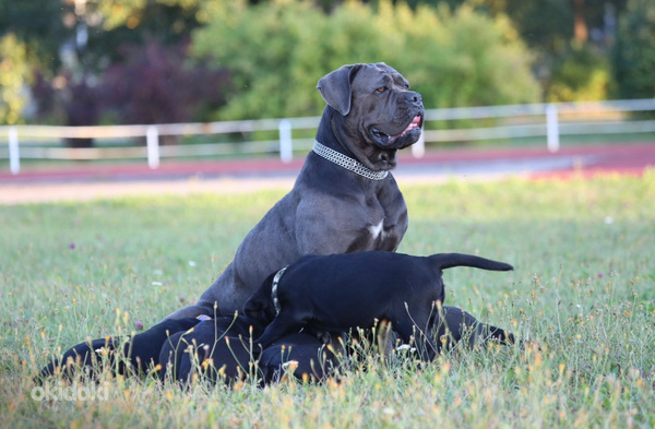 Cane Corso Italiano kucēni meklē mājas (foto #7)