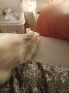 Emane rott otsib isast paaritumiseks (4 foto / 6)