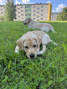 Müüa labradori kutsikad (5 foto / 7)