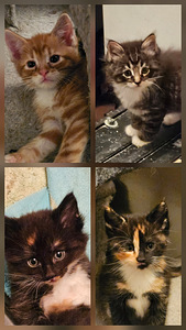 Maine coon-laivakissa mix pennut (1 valokuva sivusta 1)