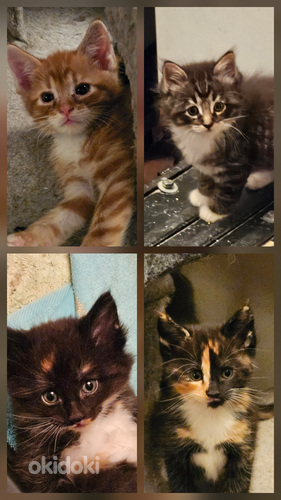 Maine coon-laivakissa mix pennut