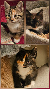 Maine coon laivakissa mix tyttöpennut (1 valokuva sivusta 1)