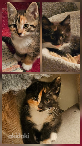 Maine coon laivakissa mix tyttöpennut