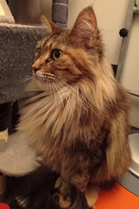 Tyttökissa (1 valokuva sivusta 1)