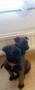 Malinoisi (2 valokuva sivusta 8)