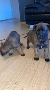 Malinoisi (8 valokuva sivusta 8)