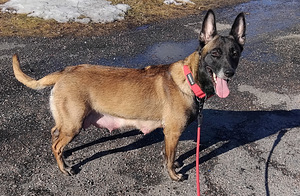 Malinois (3 valokuva sivusta 6)