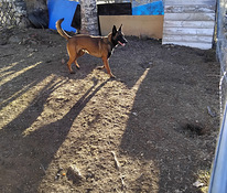 Malinois pentuja