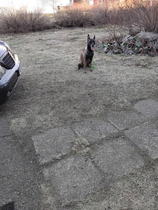 Malinois pentuja (2 valokuva sivusta 4)