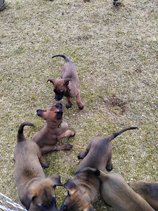 Malinois pentuja (4 valokuva sivusta 4)