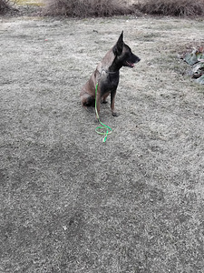 Malinoisi (3 valokuva sivusta 4)