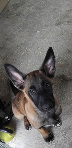 Malinois