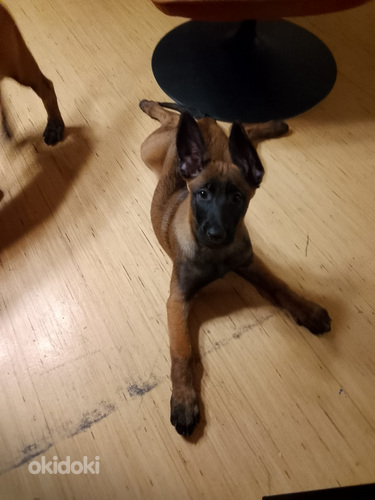 Malinois pennut