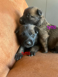 Malinois (3 valokuva sivusta 5)