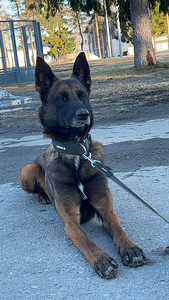 Malinois (4 valokuva sivusta 4)
