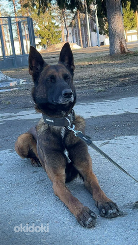 Malinois