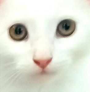 Персидские котята (4 фото из 5)