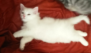 Персидские котята (3 фото из 10)