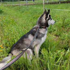 Siperianhusky (1 valokuva sivusta 1)
