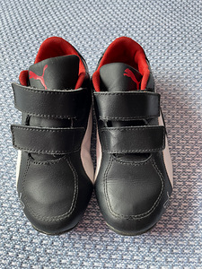 Puma tossud,29