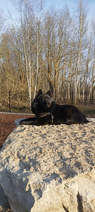Schipperke (4 foto / 4)