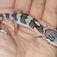 Леопардовый геккон (фото #2)