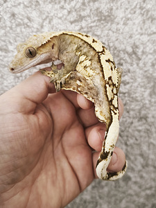 Gekko (3 foto / 3)