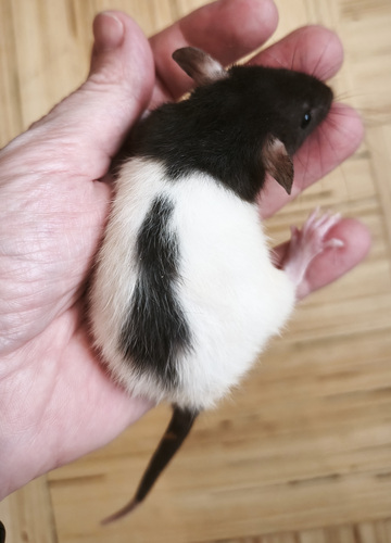 Rotid