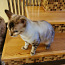 Бенгальский кот (фото #2)