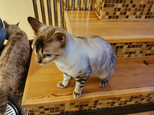 Бенгальский кот (2 фото из 5)