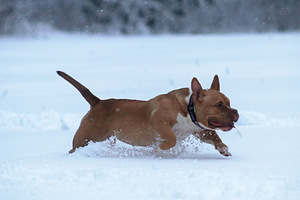 American pocket Bully (3 foto no 9)