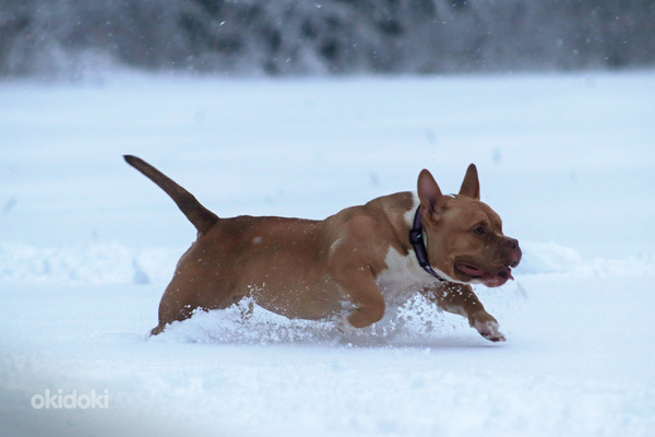 American pocket Bully (foto #3)