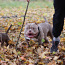 American pocket Bully (foto #1)