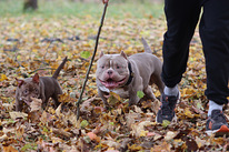 American pocket Bully